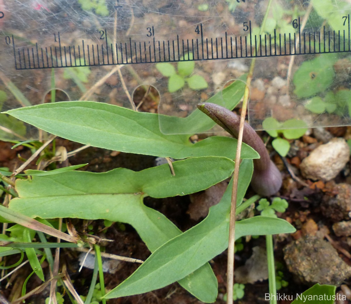 Typhonium roxburghii Schott